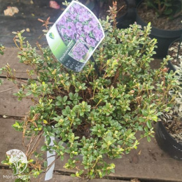 Рододендрон коврововидный привлекательный