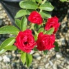 Роза почвопокровная Скарлет Мейяндекор фото 2 