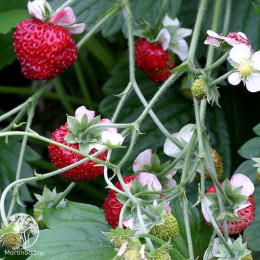 Земляника лесная ремонтантная Мигнонетте