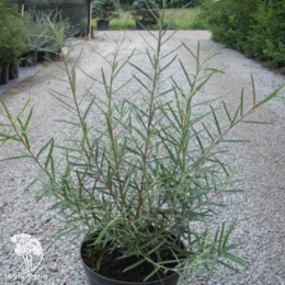  Ива лоховидная Ангустифолия