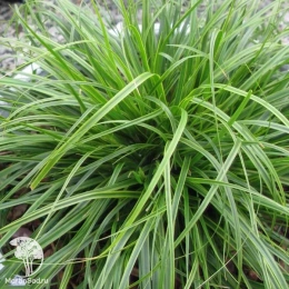 Осока охименская Эверкрим