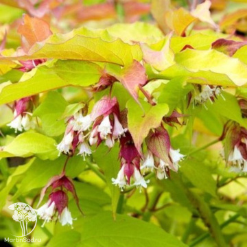 Фото Лейцестерия красивая Голден Лантернс