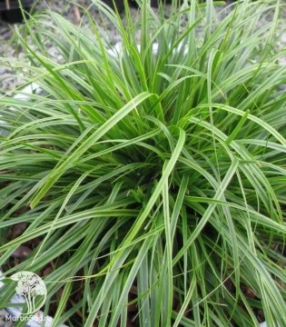 Фото Осока охименская Эверкрим