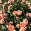Роза чайно-гибридная Сурир де Хавр фото 1 