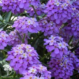 Иберис Александрит (гибралтарский, лилово-белый)