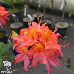 Азалия Тунис