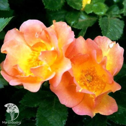 Роза парковая Модэн Санрайз