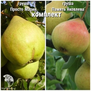 Фото Груша Просто Мария + опылитель Груша Память Яковлева