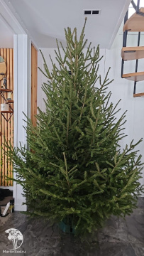 Фото Ель Русская срезанная (Premium)