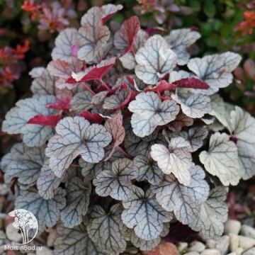 Фото Гейхера Сильвер Скроллс