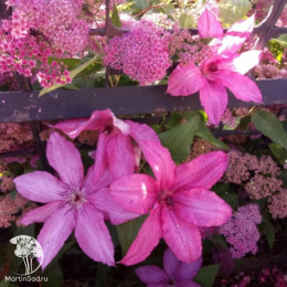 Клематис крупноцветковый Барбара