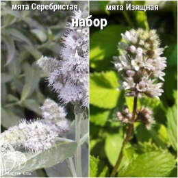 Набор для чая мята Серебристая + Изящная