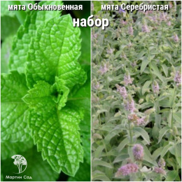 Набор для чая мята Обыкновенная + Серебристая