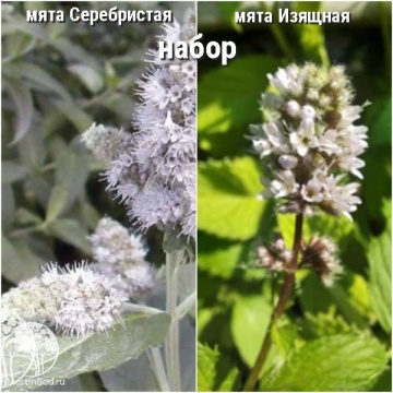 Фото Набор для чая мята Серебристая + Изящная