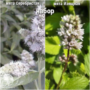 Фото Набор для чая мята Серебристая + Изящная