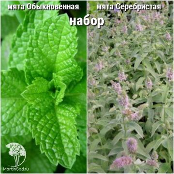Фото Набор для чая мята Обыкновенная + Серебристая