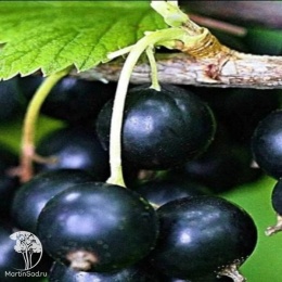 Ribes nigrum 6-14-145 Смородина чёрная 6-14-145