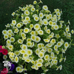 Петуния &quot;Изи Вэйв&quot; Еллоу F1 каскадно-ампельная