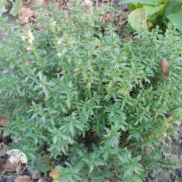 Тимьян обыкновенный Фредо Стронг
