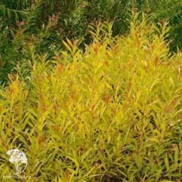 Ива пурпурная Хоуки