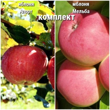 Фото Сверхвыгодный комплект! Яблоня Апорт + опылитель яблоня Мельба