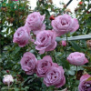 Rose Blue Moon Climbing Роза Блю Мун Плетистая (С-20, 4-5 лет, П/Т8/А/7) фото 2 