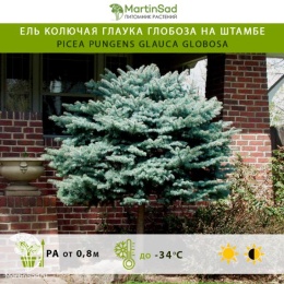 Ель колючая Глаука Глобоза на штамбе