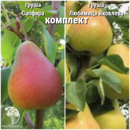 Груша Сапфира + опылитель Груша Любимица Яковлева