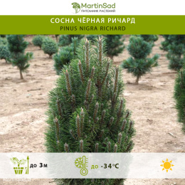 Сосна чёрная Ричард
