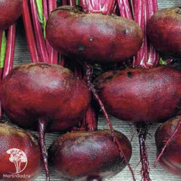 Свекла столовая Египетская плоская