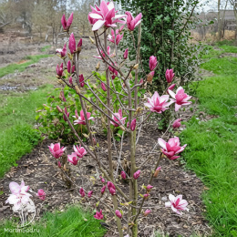 Магнолия Старбёрст