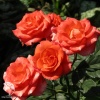 Роза спрей (миниатюрная) Алегрия фото 2 