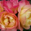 Роза флорибунда Лампион фото 2 