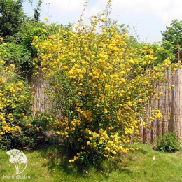 Керрия японская Пленифлора