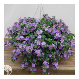 Бакопа Блутопия