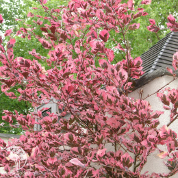 Бук лесной Пурпуреа Триколор