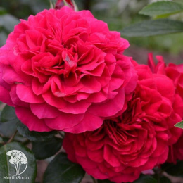 Роза Ред Леонардо Да Винчи