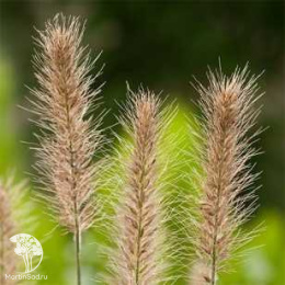 Пеннисетум лисохвостный Литл Хоней