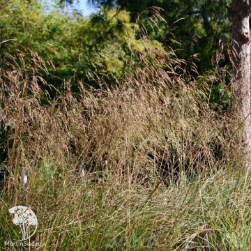 Фото Deschamsia cespitosa Schotland Луговик (Щучка) Скотлэнд