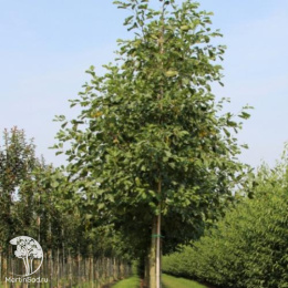 Ольха чёрная Пирамидалис на штамбе