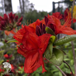 Азалия крупноцветковая Фейерверк