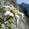 Эдельвейс альпийский фото 2 