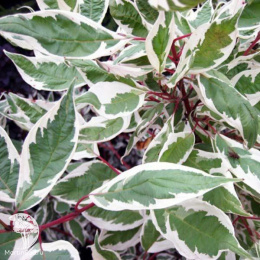 Дёрен белый Элегантиссима