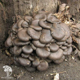 Вешенка обыкновенная