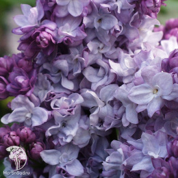 Сирень Тарас Бульба