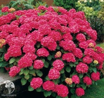 Фото Гортензия крупнолистная Лёйхтфейер