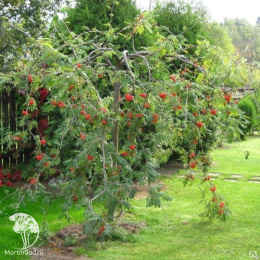 Рябина обыкновенная Диркени на штамбе