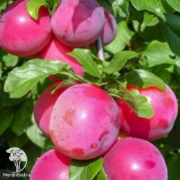 Сверхвыгодный комплект! Слива русская (алыча) Кубанская Комета + опылитель алыча Мара