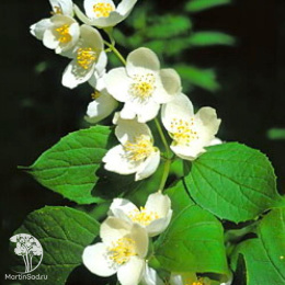  Чубушник Калина