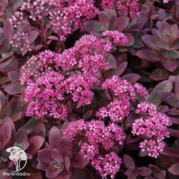 Седум гибридный Санспарклер Файеркрекер